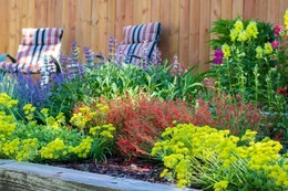 Waterwise perennials in bloom in a flower bed