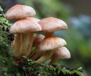 Cluster of mushrooms growing on a tree.