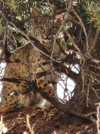 Bobcat chilling in a tree