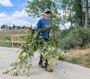 Woman smiling while carrying freshly pulled weeds cropped