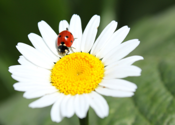 ladybug on a daisy