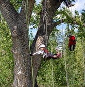 Children using ropes to climb trees