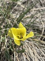 Yellow wildflower