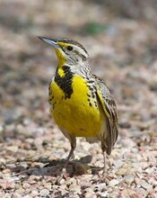 Yellow tiny bird standing on pebbles 