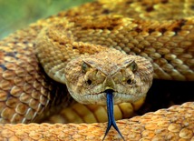 Rattlesnake laying in the grass