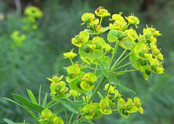 Invasive species Leafy Spurge 