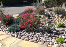 Xeriscaping shrubs with pink flowers, green foliage, and decorative rock.