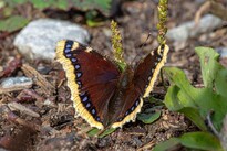 Moth resting peacefully on the ground