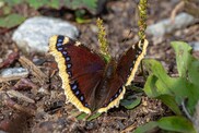  Mourning Cloak, a large butterfly native to Eurasia and North America