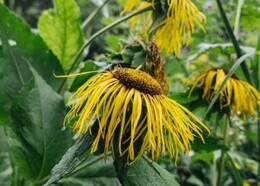 wilted yellow flower