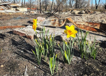 Daffodils growing after the Marshall Fire