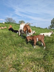 Goats grazing in Superior