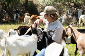 Goat handler in a sea of goats who equal parts interested in him and the nutrional value of his shirt