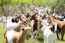 Heard of goats chilling next to a creek