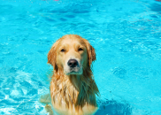 Dog swimming in a pool