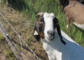 Closeup of goat looking at the camera