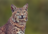 Closeup of a bobcat