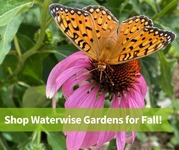 Pink flower with a butterfly. Promo text, "Shop waterwise gardens for fall!"