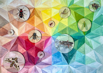 Variety of insects with colorful geometric shapes