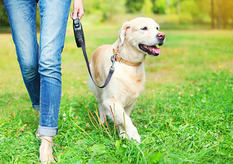 Happy dog on a walk