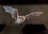Bat flying