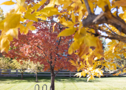 Red and gold fall foliage in Purple Park