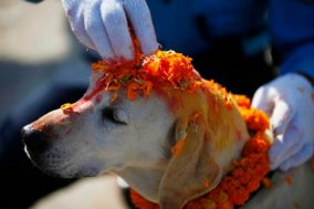 Dog receiving a blessing during the Kukur Tihar Festival