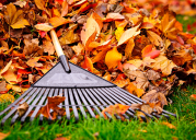 rake and pile of fall leaves