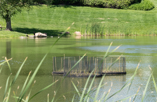 Floating island installed in pond by the Sustainability and PROS teams.