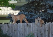 A family of bobcats hangs out on a fence in Superior.