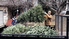 Scouts collecting a Christmas tree for recycling