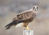 a hawk sitting on a fence post