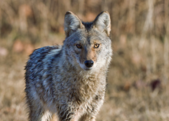 a coyote in a field