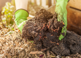 Gloved hands reaching into a pile of compost with worms