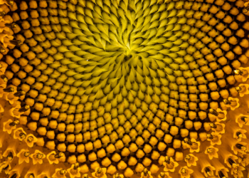 Series of spirals following Fibonacci sequence