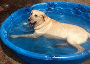 dog cools down in pool