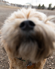 Dog sniffing the lens ofr a camera.