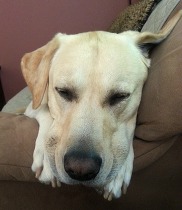 Parker, a yellow lab, asleep on the couch