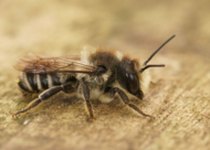 closeup of a bee