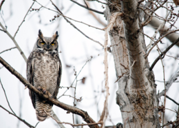 Great Horned Owl in a tree