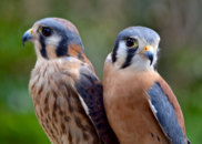 Two Kestrels sitting side by side