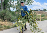 Woman removing noxious weeds from open space