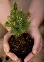 hands holding an evergreen seedling