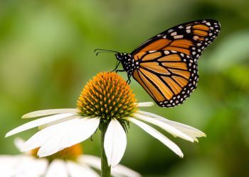 Butterfly on a flower