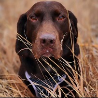 Superior Pet SNAPS entry. Close up of Chocolate Lab sitting in the grass. 