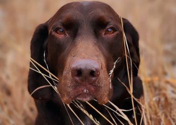 A portrait of a brown dog for Superior Pet SNAPS