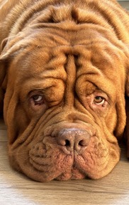 wrinkly dog face