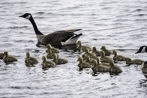 Ducklings swimming with their parents.