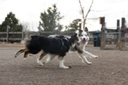 Two dogs running at Autrey Park Dog Park