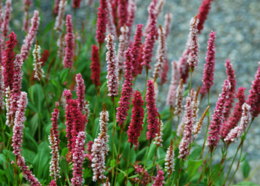 Perennial with red flowers